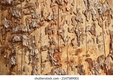 Thick Tree Trunk Close Up, Rugged Texture