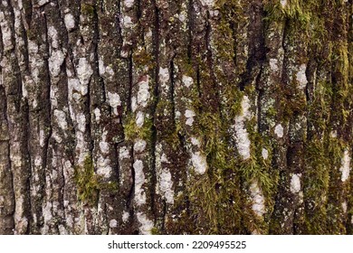 Thick Tree Trunk Close Up, Rugged Texture