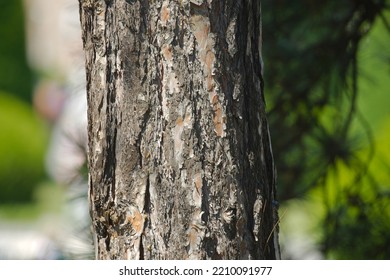 Thick Tree Trunk Close Up, Rugged Texture