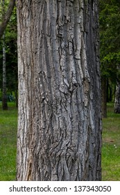 Thick Tree Trunk Closeup