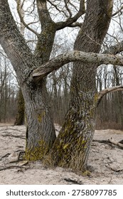 A thick tree trunk growing in a sandy clearing