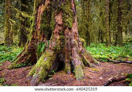 Similar – Image, Stock Photo Big old trunk in rainforest on Vancouver island, Canada