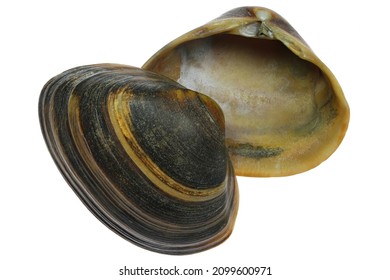 dicke Talmuschel (Spisula solida) von der niederländischen Nordseeküste einzeln auf weißem Hintergrund