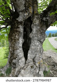 Thick trunk of ancient beech tree with crack, close-up
