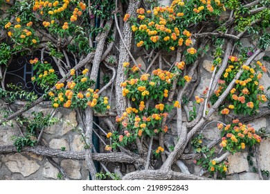 A Thick Vine With Orange Flowers Growing Up On A Well-aged And Weathered Stone Wall In Italy.