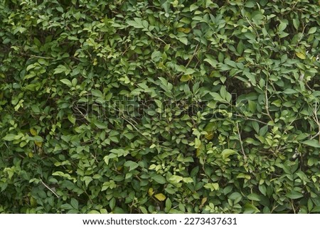 Thick wall of green leafy background
