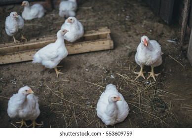 Thick White Broiler Chickens On The Farm