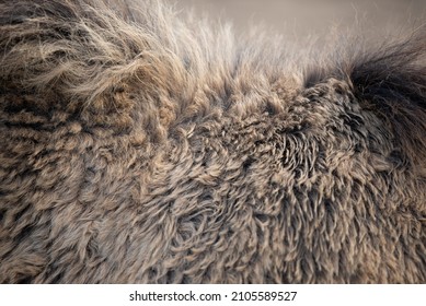 Espeso abrigo de invierno de un caballo de Konik