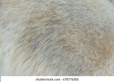 Thick wool of husky