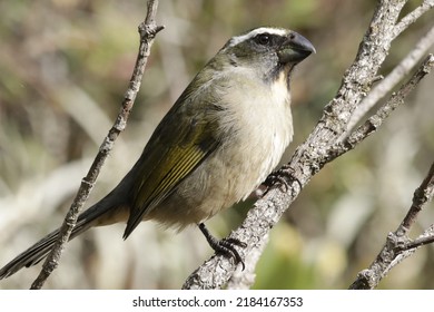 The Thickbill Is A Passerine Bird In The Thraupidae Family.