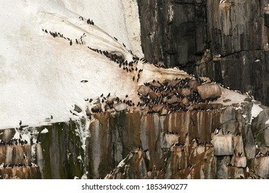 Thick-billed Murre In Big Colony