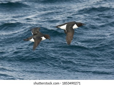 Thick-billed Murre In Flight Over Sea