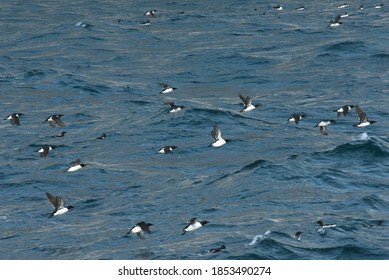 Thick-billed Murre In Flight Over Sea