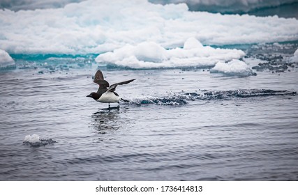 Thick-billed Murre Struggles To Take Flight