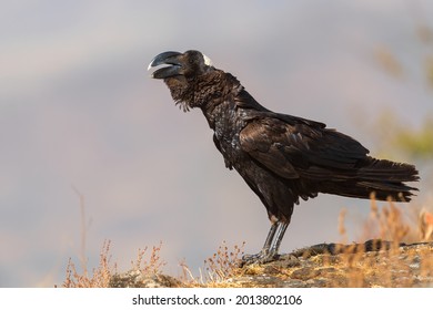 694 Horned raven Images, Stock Photos & Vectors | Shutterstock