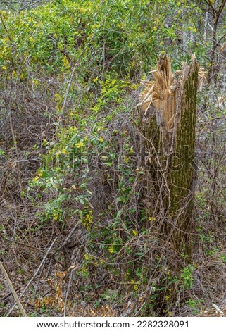 A thicket of Carolina jessamine vine,  carolina, Gelsemium sempervirens, climbing on a broken tree stump. Many yellow flowers. Vertical color photo. 