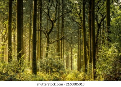 In the thicket of a dense forest. Forest trees background. Deep forest background. Forest background - Powered by Shutterstock