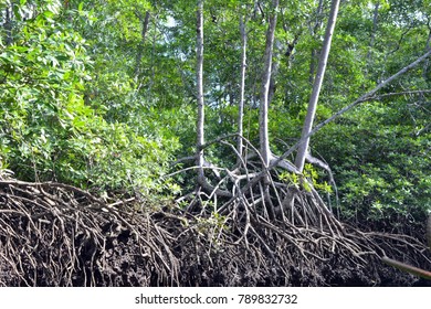 Thicket  Of Mangrove Trees On Playa Tamarindo In Costa Rica