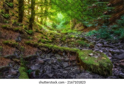 In the thicket of the wild forest. Mossy wild forest landscape. Green moss in wilderness. Deep forest scene