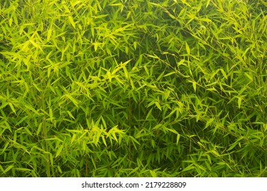 thickets of bamboo, background of greenery.
