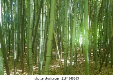 Thickets of bamboo grove with sunlight through the trunks, early morning
