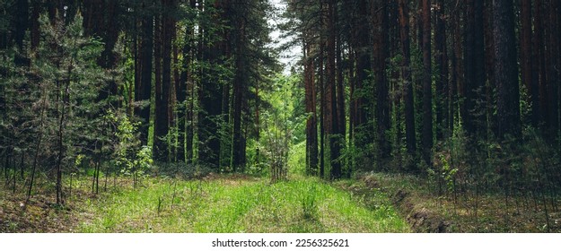 Thickets in dense forest. Scenic view with contrasts of deep forest. Beautiful woody landscape surrounded by many trees and lush vegetation. Forest scenery with rich flora. Atmospheric woodland. - Shutterstock ID 2256325621
