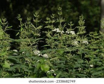 Thickets of dioecious nettle in the forest 