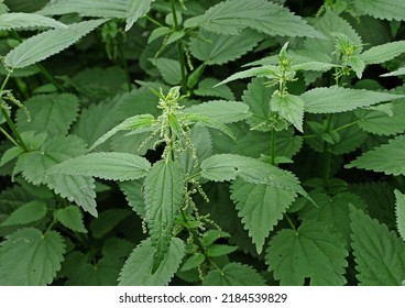 Thickets of dioecious nettle with green leaves