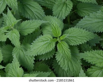 Thickets of dioecious nettle with green leaves        