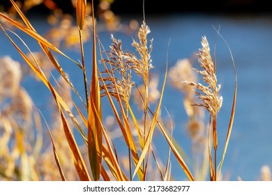Thickets of dry grass and reeds near the river in autumn