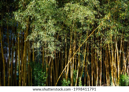 Thickets of evergreen graceful golden bamboo plants Phyllostachys aureosulcata in Adler arboretum 