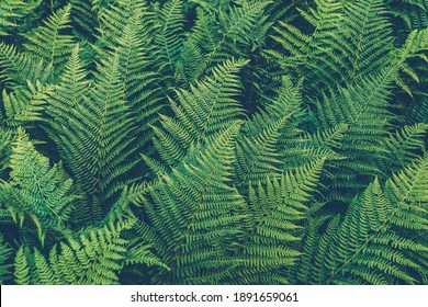 Thickets of fern. Green leaf cover in rainforest. Scenic natural texture of fern leaves. - Shutterstock ID 1891659061