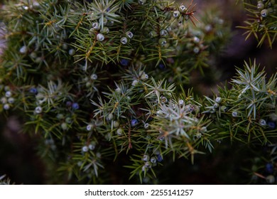 Thickets of fragrant juniper with blue berries - Shutterstock ID 2255141257