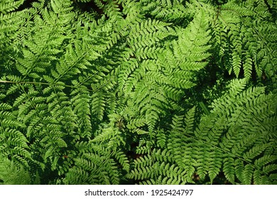 Thickets of fresh fern. Common bracken (lat. Pteridium aquilinum) is a perennial herbaceous fern of the Dennstaedtia family (Dennstaedtiaceae).	 - Shutterstock ID 1925424797
