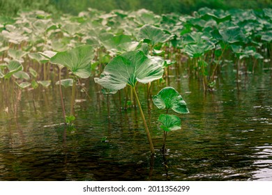 thickets of leaves of aquatic plants of butterbur in the water near the river bank