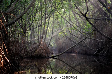 Thickets of mangrove trees in the tidal zone. Sri Lanka