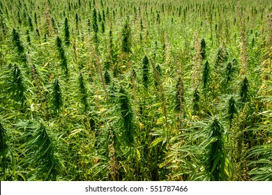 Thickets Of Marijuana Plant On The Field