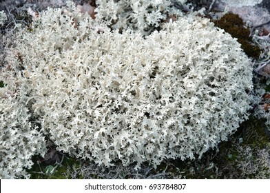 Thickets Moss Yagel Cladonia Rangiferina Closeup Stock Photo 693784807 ...