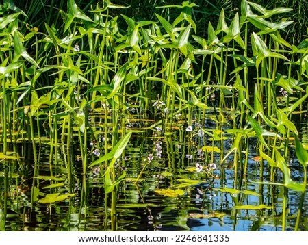 Thickets of Old-World arrowhead (Sagittaria sagittifolia) in river water. This hydrophyte has two types of leaves and arrow-shaped leaves sticking out above water. Pink color flower. Northeast Europe