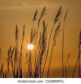Thickets of reeds against the backdrop of sunset