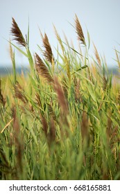 Thickets Of Reeds On Maryland Eastern Shore Near Rock Hall, MD