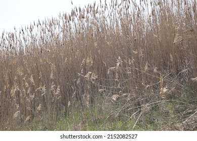 Thickets Of Tall Dry Grass