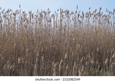 Thickets Of Tall Dry Grass