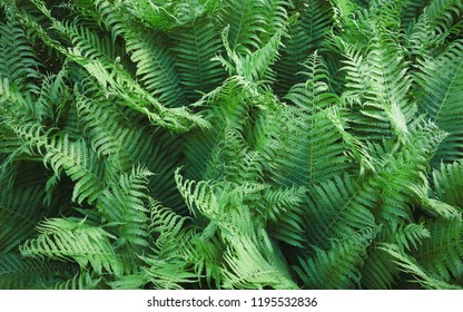 Thickets of wild fern in the forest - Shutterstock ID 1195532836