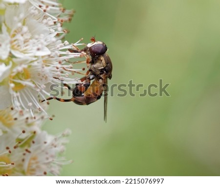 The thick-legged hoverfly covered with pollen.  This fly gets its name from its large back legs.