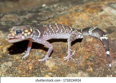 Thick-tailed Gecko Licking It's Eye