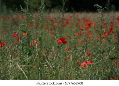 Thiepval Somme Battlefields WW1 France