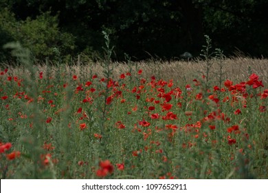 Thiepval Somme Battlefields WW1 France