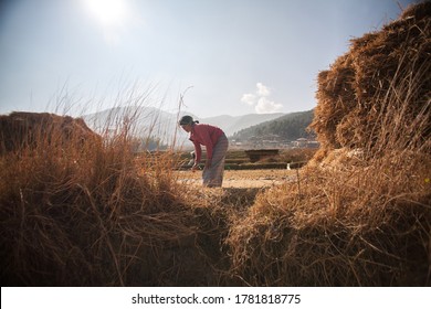 THIMPHU, BHUTAN - DECEMBER 13: Unidentified Farmer In The Farm In The Urban Village In Thimphu, It's Main Agriculture In Bhutan On Dec 13, 2012