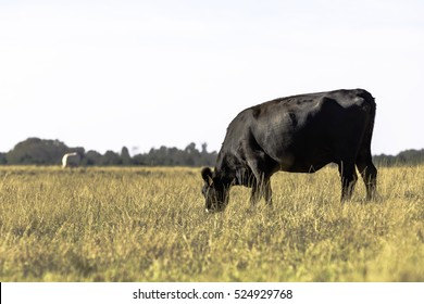 Thin Angus Cow Grazing In A Drought-stricken Pasture With Blank Area To The Left